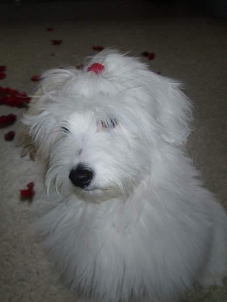 Coton de tulear Bianca  - Yndig, midt i rosenbladene...! billede 11