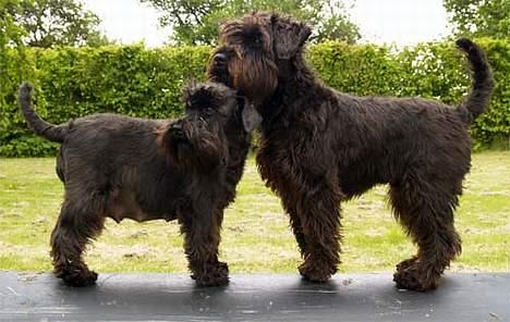 Dvaergschnauzer Sváva's Ayla - Thea - Thea og "lillebror" Tarzan - Maj 2006 billede 11