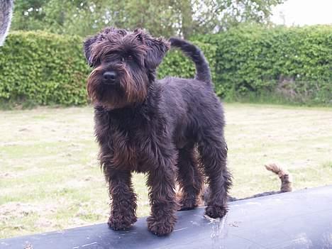 Dvaergschnauzer Sváva's Bioccolo - Tarzan - Tarzan 30-05-2006 billede 13