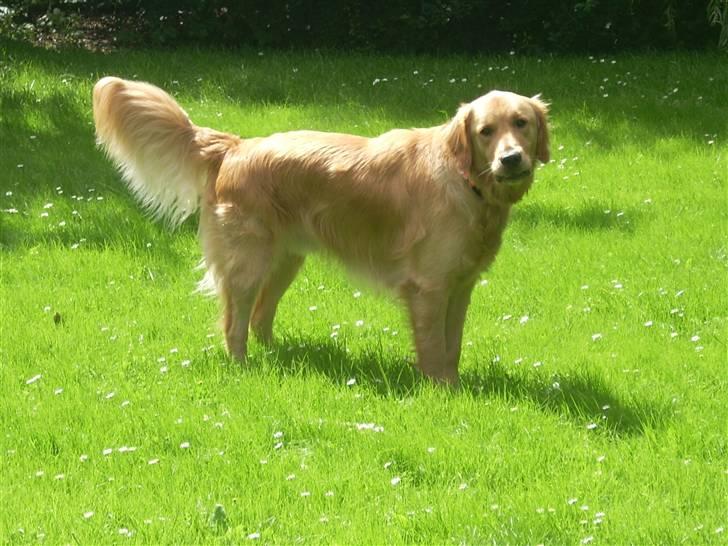 Golden retriever • Hannibal • - Velkommen til min profil (: billede 1