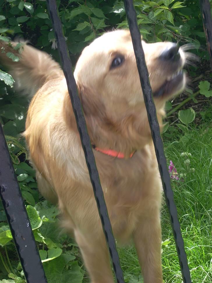 Golden retriever • Hannibal • - Er jeg ik bare Farlig billede 2