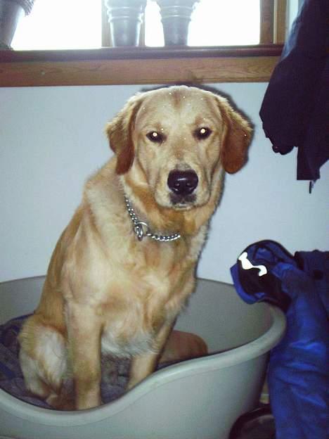 Golden retriever • Hannibal • - XD billede 3