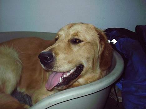 Golden retriever • Hannibal • billede 4