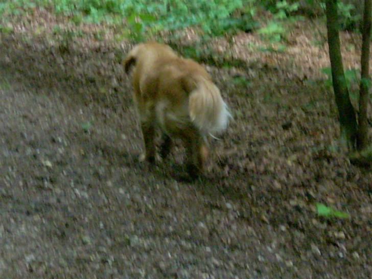 Golden retriever • Hannibal • - Såå er vi på skovtur Weee .. billede 5