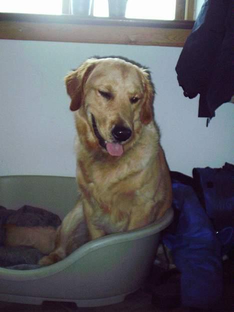 Golden retriever • Hannibal • billede 6