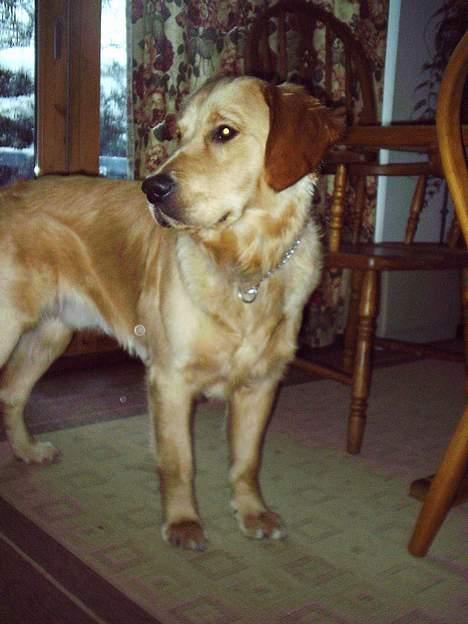 Golden retriever • Hannibal • billede 7