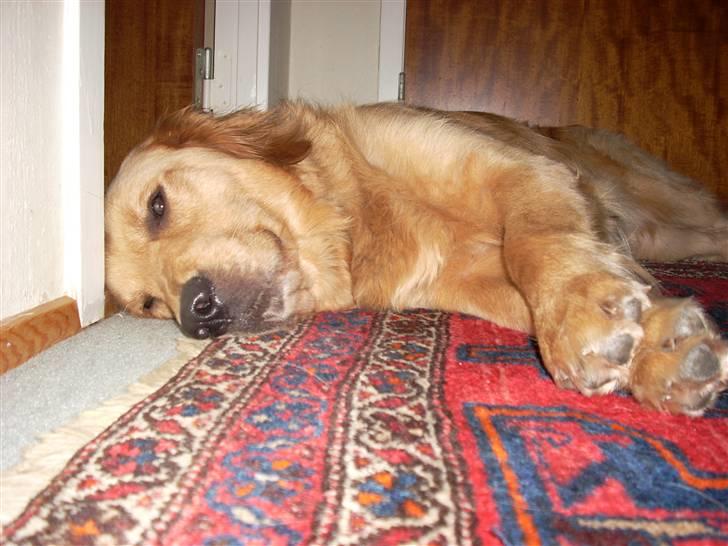 Golden retriever • Hannibal • - Hallo ? Jeg prøver at sove billede 8