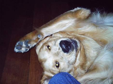 Golden retriever • Hannibal • billede 9