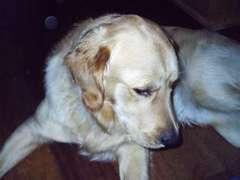 Golden retriever • Hannibal • billede 10