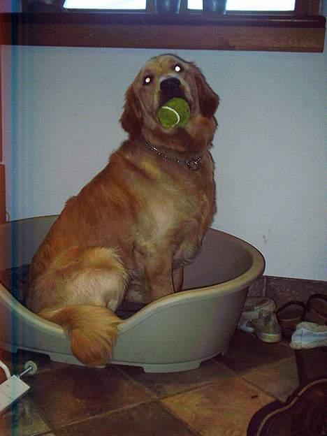 Golden retriever • Hannibal • billede 11