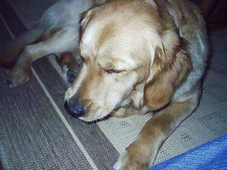 Golden retriever • Hannibal • billede 12