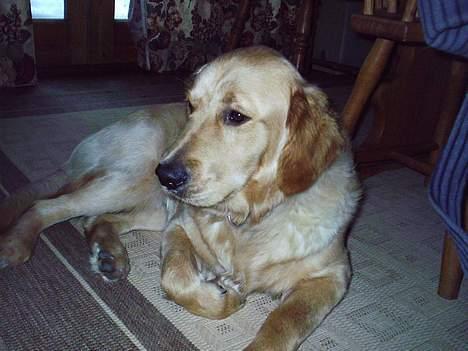 Golden retriever • Hannibal • billede 13