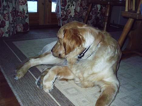 Golden retriever • Hannibal • billede 14