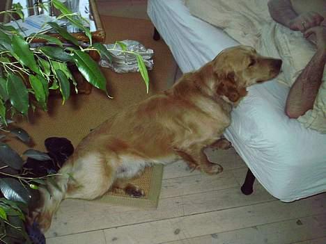 Golden retriever • Hannibal • - Ej det kan være det hjælper lidt at fedte hihh billede 15