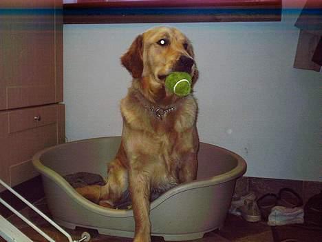Golden retriever • Hannibal • - han elsker siin tennisboldt :D billede 16