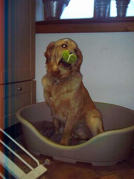 Golden retriever • Hannibal • billede 17