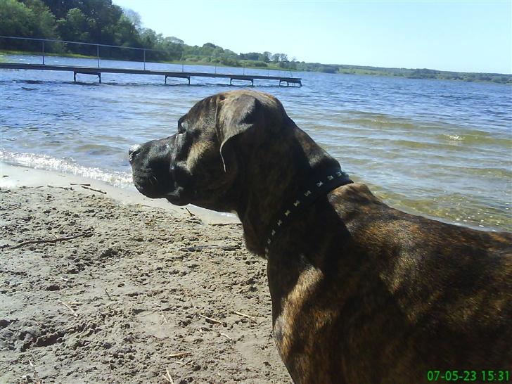 Amerikansk staffordshire terrier Chucky (1 Jan. 06) billede 1