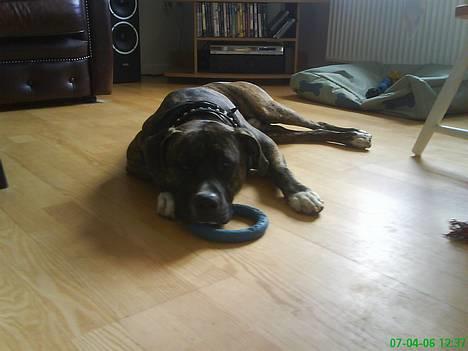 Amerikansk staffordshire terrier Chucky (1 Jan. 06) billede 2