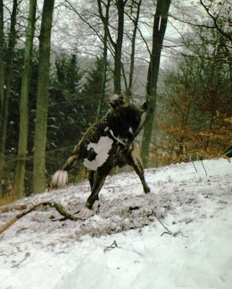 Amerikansk staffordshire terrier Chucky (1 Jan. 06) - 23 feb.07 billede 3