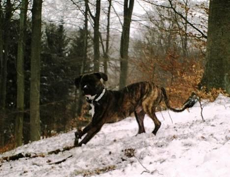 Amerikansk staffordshire terrier Chucky (1 Jan. 06) - 23 feb. 07 billede 5