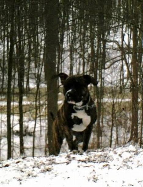Amerikansk staffordshire terrier Chucky (1 Jan. 06) - 23 feb.07 billede 6