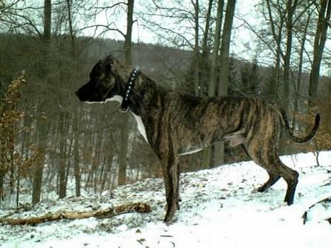 Amerikansk staffordshire terrier Chucky (1 Jan. 06) - 23feb.07 billede 8
