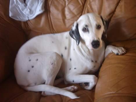 Dalmatiner Perle... Død 03-11-2009 - Her ligger jeg i min stol og nyder livet... billede 13