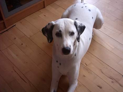 Dalmatiner Perle... Død 03-11-2009 - Se hvor lang jeg er nu... billede 14