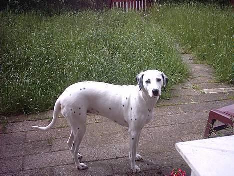 Dalmatiner Perle... Død 03-11-2009 - Er kommet ud i vildmarken, gad vide om jeg kan finde hjem igen... MOAR, hvor er du?? billede 15