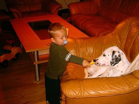 Dalmatiner Perle... Død 03-11-2009 - Moar "Lillebror han driller mig, han tager mit legetøj.... MOAR!!!" billede 16