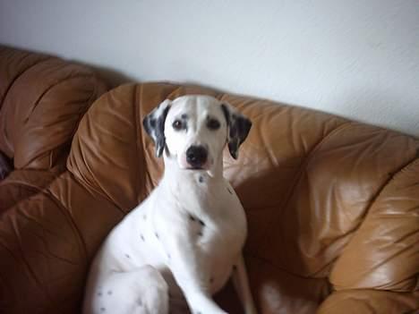 Dalmatiner Perle... Død 03-11-2009 - Mor hvad er det du har gang i, du ser sjov ud!! billede 17