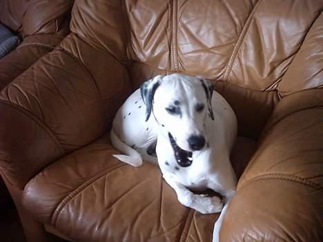 Dalmatiner Perle... Død 03-11-2009 - Nu er jeg altså meget søvning, gider du godt gå nu... Go´nat billede 18