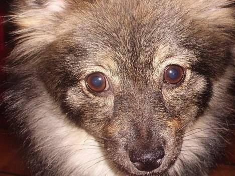 Pomeranian Kenza - Helt nyt ! billede 14