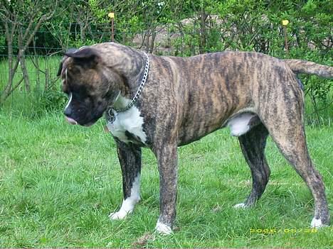 Amerikansk bulldog Balder billede 9