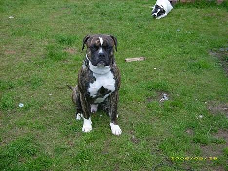 Amerikansk bulldog Balder billede 10