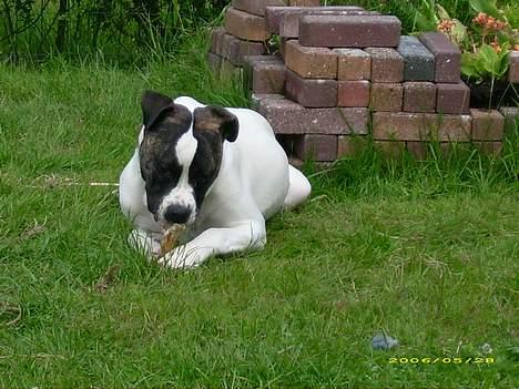 Amerikansk bulldog Frida billede 6