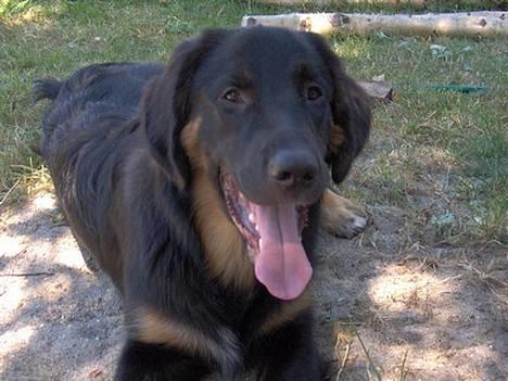 Blanding af racer Balder billede 10