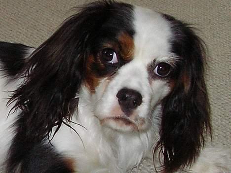 Blanding af racer Mollie R.I.P. - Hej jeg hedder Mollie billede 1