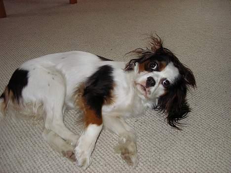 Blanding af racer Mollie R.I.P. - Fjolle Mollie. billede 4