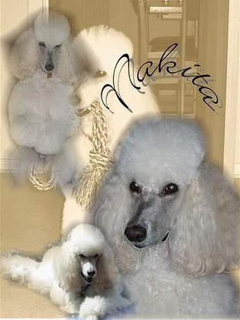 Storpuddel Nakita P.I.P. 28-7-2011 - Flot billede lavet af: Olivia DYREVÆRNSPOLITI NU D billede 7