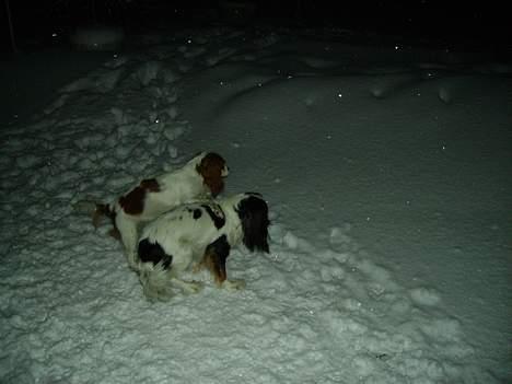 Blanding af racer Mollie R.I.P. - I sneen med Trille. billede 5
