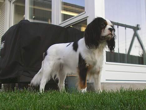 Blanding af racer Mollie R.I.P. - Her er jeg lige til en præmie. billede 10