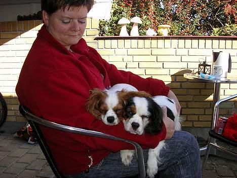Blanding af racer Mollie R.I.P. - Mor er den bedste i verden. billede 11