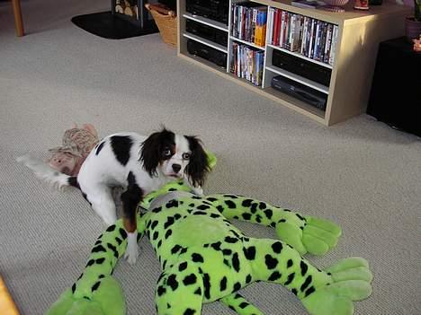 Blanding af racer Mollie R.I.P. - Se lige..... Jeg har selv fanget den... billede 13