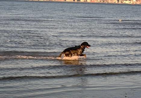 Blanding af racer Balder billede 12