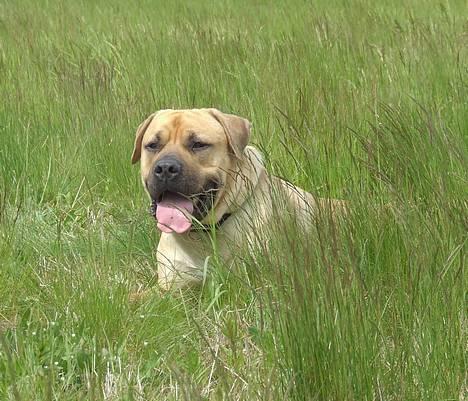 Boerboel ~ Victor ~ R.I.P - Liggende løve (d 30 maj) billede 11