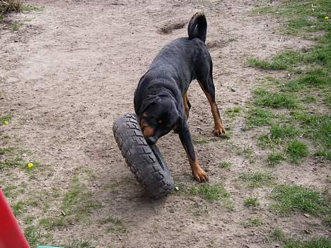 Rottweiler Brutus - Jeg tror jeg ved det billede 12