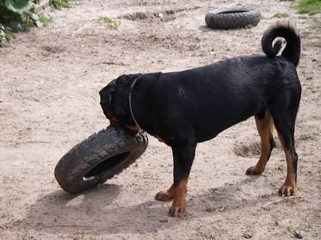 Rottweiler Brutus - Måske er det sådan billede 13