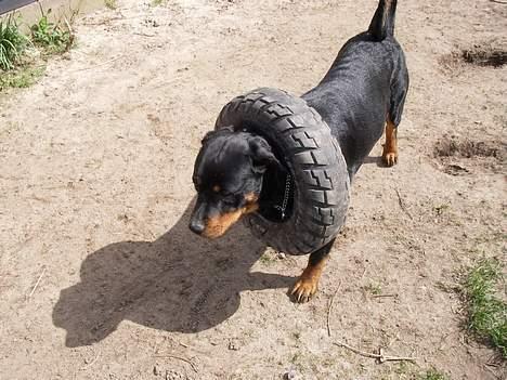 Rottweiler Brutus - Nu ved jeg det mor billede 14