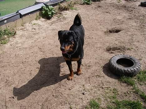 Rottweiler Brutus - Nej jeg opgiver billede 15